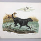 Art & Collectibles > Prints > Lithographs - 5 Ernest Hart Signed Dog Prints, 28x22 Wade Collection Lithograph Plates 1-5 b...