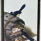 Art & Collectibles > Prints - Axel Amuchastegui, Urraca Jay, 20.75x14 South American Bird Art Print C by The Old Grainery