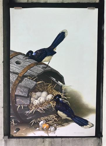 Art & Collectibles > Prints - Axel Amuchastegui, Urraca Jay, 20.75x14 South American Bird Art Print C by The Old Grainery