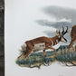 Art & Collectibles > Prints > Lithographs - Richard Timm, Pronghorn, Signed Print, 28x22 Wade Collection, Plate 13 by The...