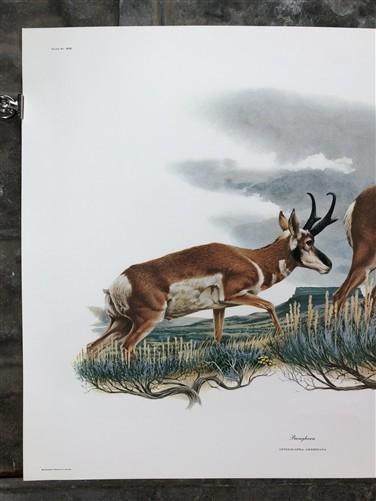 Art & Collectibles > Prints > Lithographs - Richard Timm, Pronghorn, Signed Print, 28x22 Wade Collection, Plate 13 by The...
