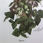 Art & Collectibles > Prints > Lithographs - Maryrose Wampler, Hepatica, Signed Print, 28x22 Wall Art, Plate 15 by The Old...