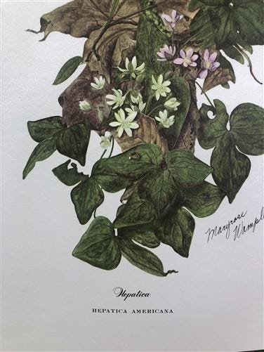 Art & Collectibles > Prints > Lithographs - Maryrose Wampler, Hepatica, Signed Print, 28x22 Wall Art, Plate 15 by The Old...