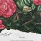 Maryrose Wampler, Camellia, Signed Print, 28x22 Wall Art, Plate 19