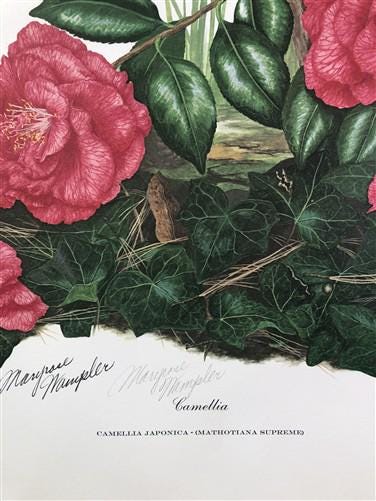 Maryrose Wampler, Camellia, Signed Print, 28x22 Wall Art, Plate 19