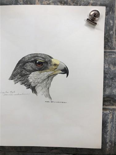 Art & Collectibles > Prints - Axel Amuchastegui, Argentine Eagle, Wildlife Art Print, Americana Art Print by The Old Grainery