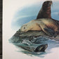 Art & Collectibles > Prints > Lithographs - Richard Timm, California Sea Lion, Signed Print, 28x22 Wade Collection, Plate...