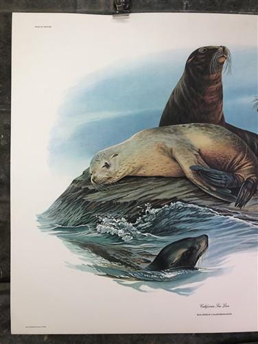 Art & Collectibles > Prints > Lithographs - Richard Timm, California Sea Lion, Signed Print, 28x22 Wade Collection, Plate...