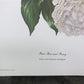 Maryrose Wampler, Peace Rose and Peony, Signed Print, 28x22 Wall Art, Plate 17