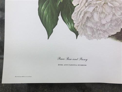 Maryrose Wampler, Peace Rose and Peony, Signed Print, 28x22 Wall Art, Plate 17