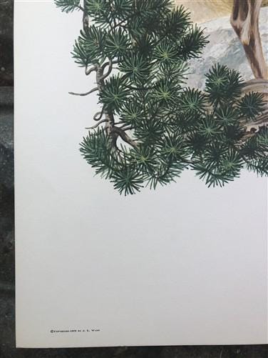 Art & Collectibles > Prints > Lithographs - Richard Timm, Mule Deer, Signed Print, 28x22 Wade Collection, Plate 32 by The...