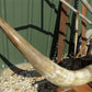 Home & Living > Home Decor > Wall Decor > Wall Hangings - 4'11" Longhorn Mounted Cattle Horns Steer Bull Western Texas Ran...