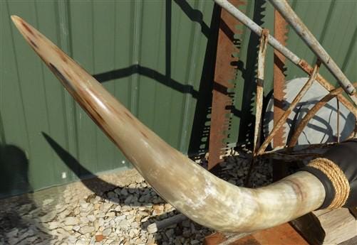 Home & Living > Home Decor > Wall Decor > Wall Hangings - 4'11" Longhorn Mounted Cattle Horns Steer Bull Western Texas Ran...