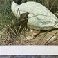 Art & Collectibles > Prints - Axel Amuchastegui, Black Necked Swan, 20.75x14 South American Bird Print A by The Old Grainery