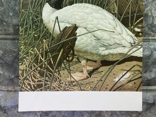 Art & Collectibles > Prints - Axel Amuchastegui, Black Necked Swan, 20.75x14 South American Bird Print A by The Old Grainery