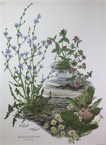 Maryrose Wampler Red Clover Roadside Flower Signed Print 28x22 Wall Art Plate 11