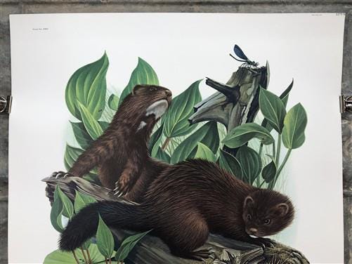 Art & Collectibles > Prints > Lithographs - Richard Timm, Mink, Signed Print, 28x22 Wade Collection, Plate 22 by The Old G...