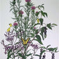 Art & Collectibles > Prints > Lithographs - Maryrose Wampler, Thistle, Signed Print, 28x22 Wall Art, Plate 28 by The Old G...