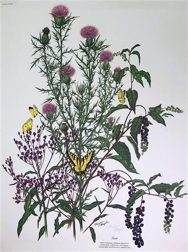 Art & Collectibles > Prints > Lithographs - Maryrose Wampler, Thistle, Signed Print, 28x22 Wall Art, Plate 28 by The Old G...