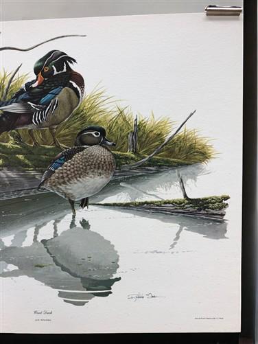 Art & Collectibles > Prints > Lithographs - Richard Sloan, Wood Duck, Signed Print, 11x14, Essay, Sketches, Plate 8 by The...
