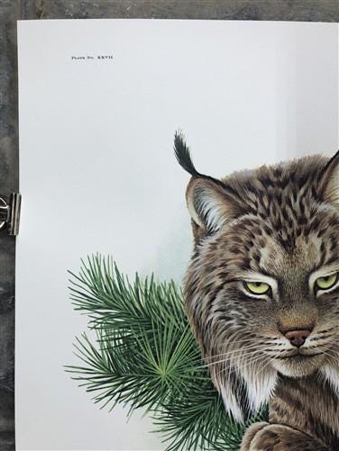 Art & Collectibles > Prints > Lithographs - Richard Timm, Lynx, Signed Print, 28x22 Wade Collection, Plate 27 by The Old G...