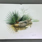 Art & Collectibles > Prints > Lithographs - Richard Sloan, Green Winged Teal, Signed Print, 28x22, Wade Collection, Plate...