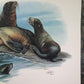 Art & Collectibles > Prints > Lithographs - Richard Timm, California Sea Lion, Signed Print, 28x22 Wade Collection, Plate...