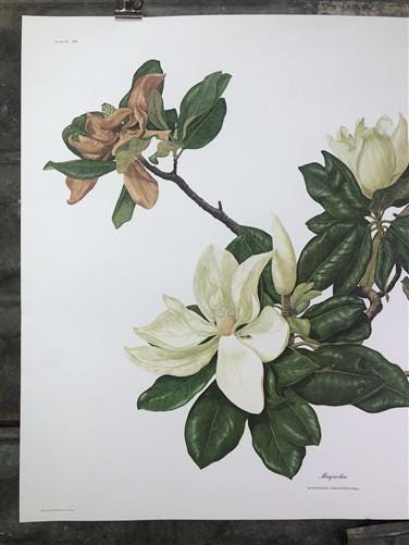 Art & Collectibles > Prints > Lithographs - Maryrose Wampler, Magnolia, Signed Print, 28x22 Wall Art, Plate 12 by The Old...