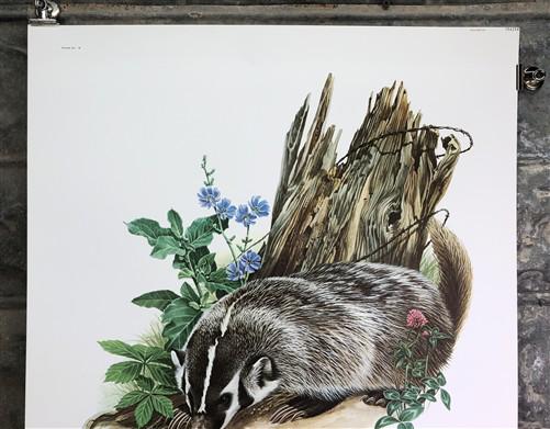 Art & Collectibles > Prints > Lithographs - Richard Timm, Badger, Signed Print, 28x22 Wade Collection, Plate 10 by The Old...
