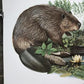 Art & Collectibles > Prints > Lithographs - Richard Timm, Beaver, Signed Print, 28x22 Wade Collection, Plate 11 by The Old...
