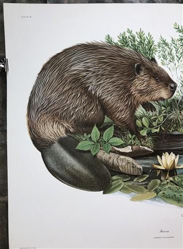 Art & Collectibles > Prints > Lithographs - Richard Timm, Beaver, Signed Print, 28x22 Wade Collection, Plate 11 by The Old...