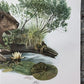 Art & Collectibles > Prints > Lithographs - Richard Timm, Beaver, Signed Print, 28x22 Wade Collection, Plate 11 by The Old...