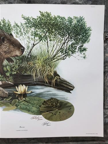 Art & Collectibles > Prints > Lithographs - Richard Timm, Beaver, Signed Print, 28x22 Wade Collection, Plate 11 by The Old...
