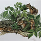 Richard Timm, Eastern Chipmunk, Signed Print, 28x22 Wade Collection, Plate 5