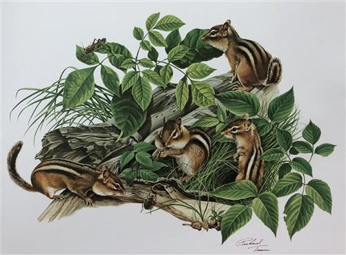 Richard Timm, Eastern Chipmunk, Signed Print, 28x22 Wade Collection, Plate 5