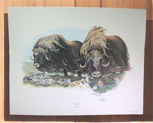Art & Collectibles > Prints > Lithographs - Richard Timm, Musk Ox, Signed Print, 28x22 Wade Collection, Plate 40 by The Ol...