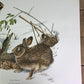 Art & Collectibles > Prints > Lithographs - Richard Timm, Eastern Cottontail, Signed Print, 28x22 Wade Collection, Plate 9...