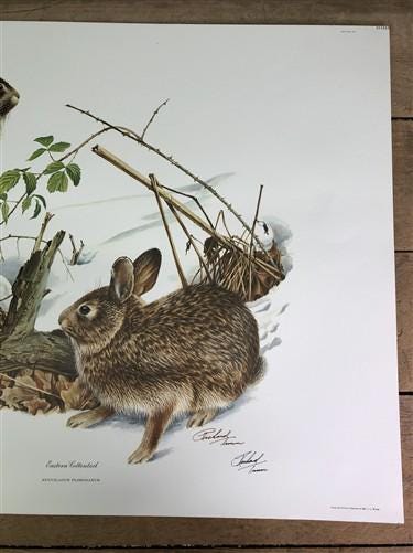 Art & Collectibles > Prints > Lithographs - Richard Timm, Eastern Cottontail, Signed Print, 28x22 Wade Collection, Plate 9...