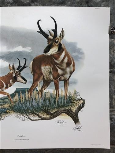 Art & Collectibles > Prints > Lithographs - Richard Timm, Pronghorn, Signed Print, 28x22 Wade Collection, Plate 13 by The...