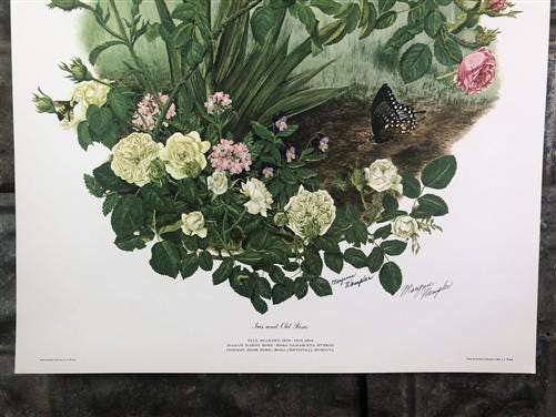 Art & Collectibles > Prints > Lithographs - Maryrose Wampler, Iris & Old Roses, Signed Print, 28x22 Wall Art, Plate 3 by T...