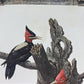 Art & Collectibles > Prints - Axel Amuchastegui, Magellanic Woodpecker, 20.75x14 South American Bird Print H by The Old Gr...