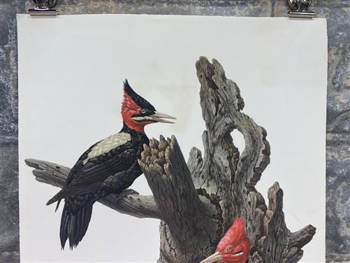 Art & Collectibles > Prints - Axel Amuchastegui, Magellanic Woodpecker, 20.75x14 South American Bird Print H by The Old Gr...