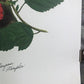 Art & Collectibles > Prints > Lithographs - Maryrose Wampler, Hibiscus Orange Blossom, Signed Print, 28x22 Wall Art, Plate...