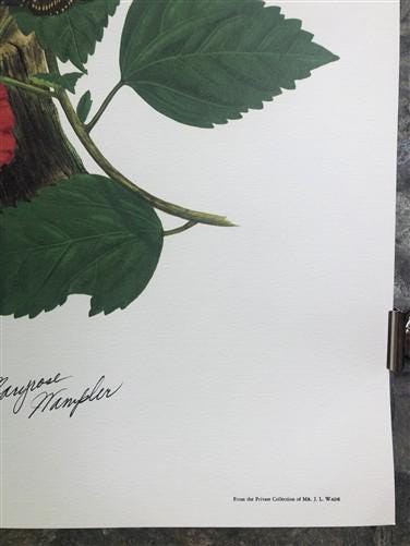 Art & Collectibles > Prints > Lithographs - Maryrose Wampler, Hibiscus Orange Blossom, Signed Print, 28x22 Wall Art, Plate...