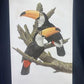 Art & Collectibles > Prints - Axel Amuchastegui, Toco Toucan, 20.75x14 South American Bird Art Print I by The Old Grainery...