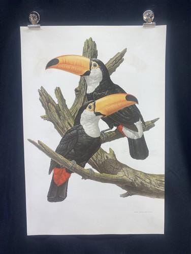 Art & Collectibles > Prints - Axel Amuchastegui, Toco Toucan, 20.75x14 South American Bird Art Print I by The Old Grainery...