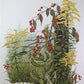 Art & Collectibles > Prints > Lithographs - Maryrose Wampler, Goldenrod, Signed Print, 28x22 Wall Art, Plate 13 by The Old...