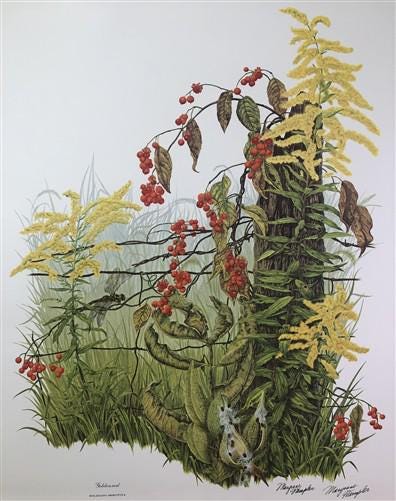 Art & Collectibles > Prints > Lithographs - Maryrose Wampler, Goldenrod, Signed Print, 28x22 Wall Art, Plate 13 by The Old...