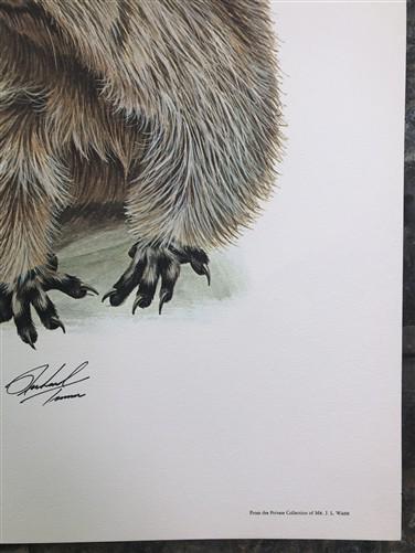 Art & Collectibles > Prints > Lithographs - Richard Timm, Hoary Marmot, Signed Print, 28x22 Wade Collection, Plate 33 by T...