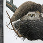 Art & Collectibles > Prints > Lithographs - Richard Sloan, Great Horned Owl, Signed Print, 11x14, Essay, Sketches, Plate 7...